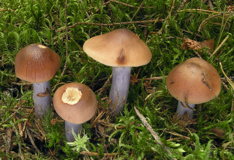 Cortinarius collinitus